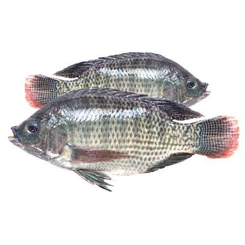Tilapia fresh fish/kg